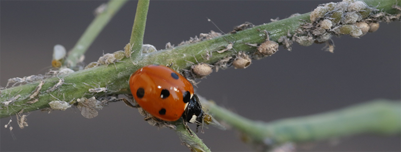 Insectes régulateurs - coccinelles